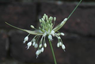Allium carinatum pulchellum 'Album'  bestellen